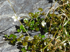 Epilobium nerteroides
