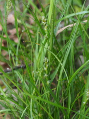 Carex leersii