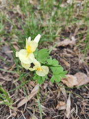 Corydalis bracteata