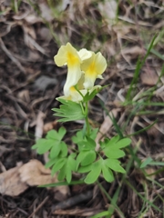 Corydalis bracteata