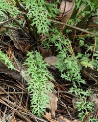 Packera millefolium