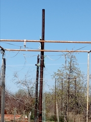 Phoenicurus phoenicurus