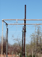 Phoenicurus phoenicurus