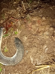 Limaformosa capensis