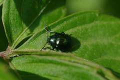 Colasposoma dauricum