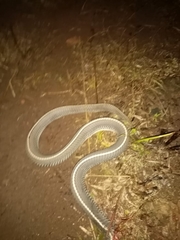 Limaformosa capensis