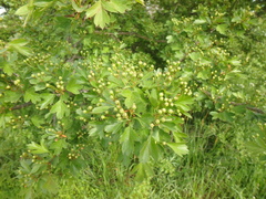 Crataegus microphylla