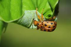 Agomadaranus pardalis