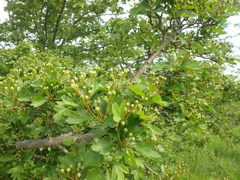 Crataegus microphylla