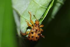 Agomadaranus pardalis