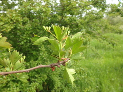 Crataegus microphylla