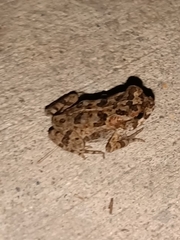 Rhinella marina