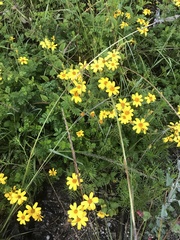 Tagetes zypaquirensis