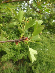 Crataegus microphylla