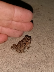 Rhinella marina