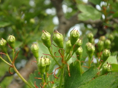 Crataegus microphylla
