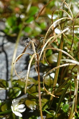 Epilobium nerteroides