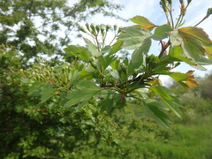 Crataegus microphylla