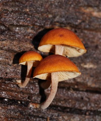 Gymnopilus ferruginosus