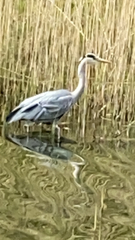 Ardea cinerea