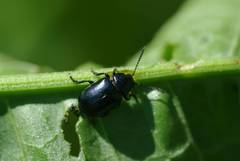 Gastrophysa atrocyanea