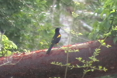 Icterus melanopsis