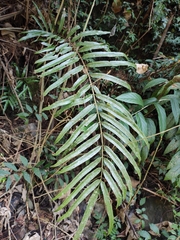 Osmunda vachellii