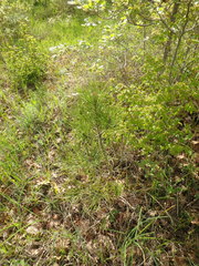 Pinus brutia pityusa