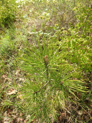 Pinus brutia pityusa