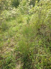 Pinus brutia pityusa