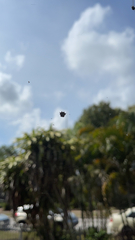 Gasteracantha cancriformis