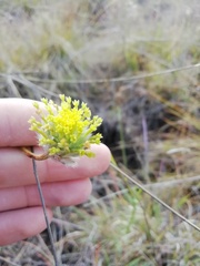 Lasiosiphon sericocephalus