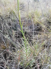 Lasiosiphon sericocephalus