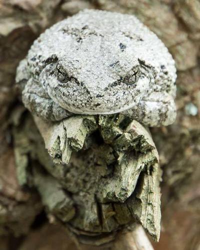 Cope's Gray Tree Frog photographed in North Carolina
