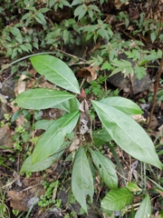 Machilus leptophylla