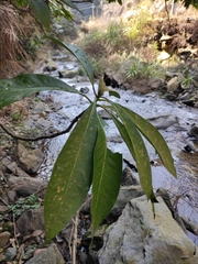 Machilus leptophylla