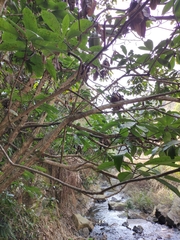 Machilus leptophylla