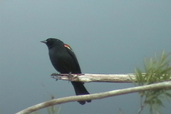 Agelaius assimilis