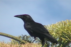 Corvus nasicus