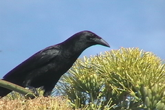 Corvus nasicus