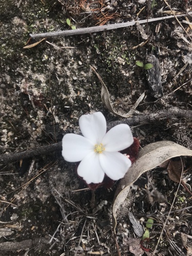 Drosera rosulata