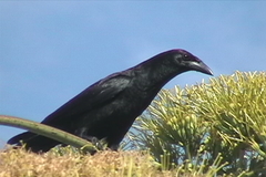 Corvus nasicus