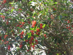 Citharexylum montevidense