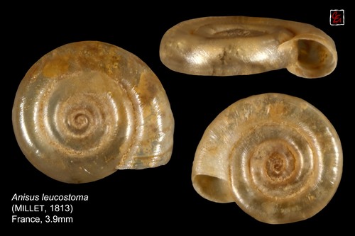 Button Ram's-horn