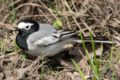 Motacilla alba
