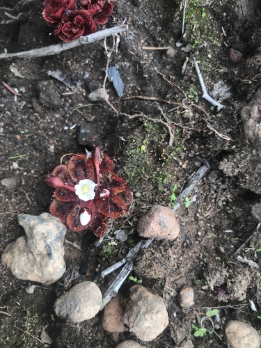 Drosera rosulata
