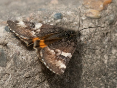 Archiearis parthenias