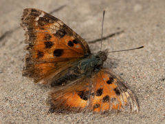 Nymphalis xanthomelas