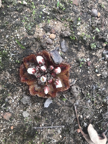 Drosera rosulata