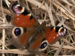 Aglais io